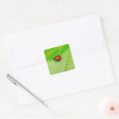 Ladybird die over het blad loopt vierkante sticker (Envelop)