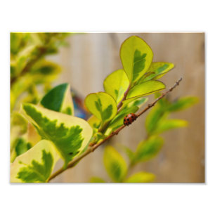 Ladybird Foto Afdruk