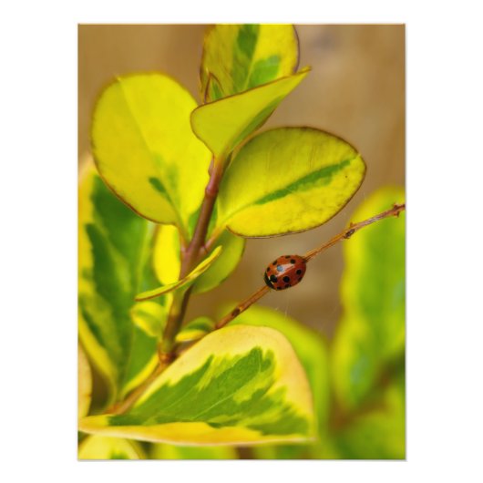 Ladybird Foto Afdruk (Voorkant)