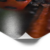 Ladybird Foto Afdruk (Hoek)