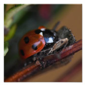Ladybird Foto Afdruk (Voorkant)