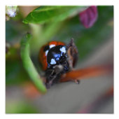 Ladybird Foto Afdruk (Voorkant)