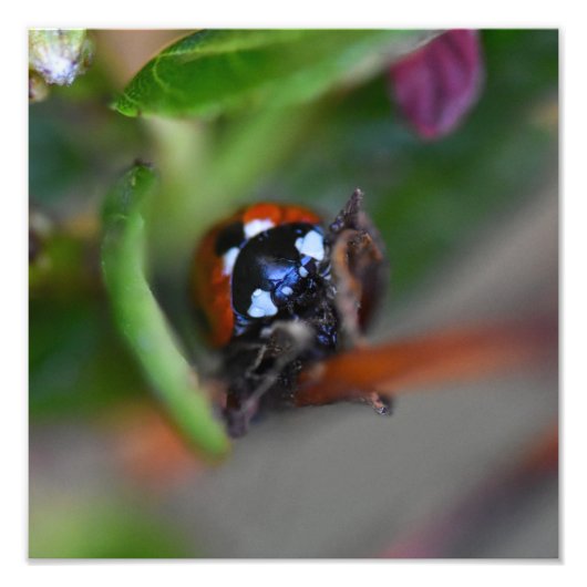 Ladybird Foto Afdruk (Voorkant)