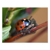 Ladybird Foto Afdruk (Voorkant)