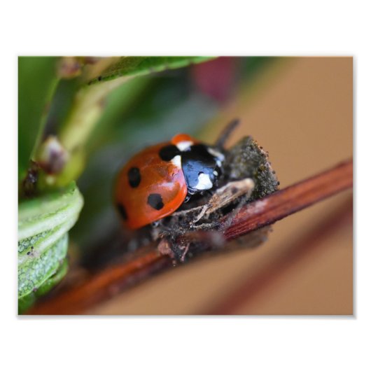 Ladybird Foto Afdruk (Voorkant)