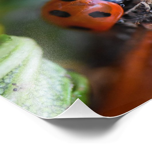 Ladybird Foto Afdruk (Hoek)