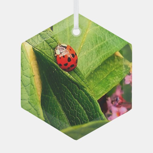 Ladybird Glas Ornament (Voorkant)