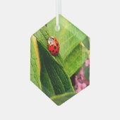 Ladybird Glas Ornament (Voorkant links)