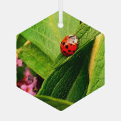 Ladybird Glas Ornament (Achterkant)
