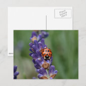 Ladybird houdt van lavendel briefkaart (Voorkant / Achterkant)