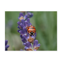 Ladybird houdt van lavendel