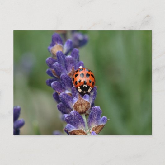 Ladybird houdt van lavendel briefkaart (Voorkant)