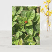 Ladybird in de Park Kaart (Gele Bloem)