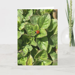 Ladybird in de Park Kaart