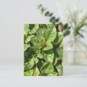 Ladybird in het Briefkaart Park (Staand voorkant)