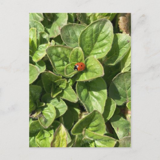 Ladybird in het Briefkaart Park (Voorkant)