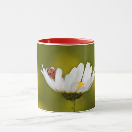 Ladybird in Oxeye Daisy - Mok (Midden)