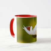 Ladybird in Oxeye Daisy - Mok (Voorkant links)