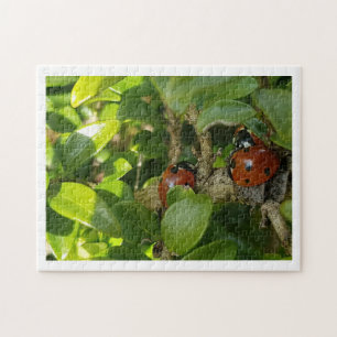 Ladybird Legpuzzel