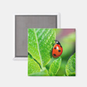 Ladybird Magneet (Voorkant / Achterkant)