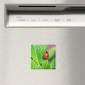 Ladybird Magneet (Insitu (Vaatwasser))