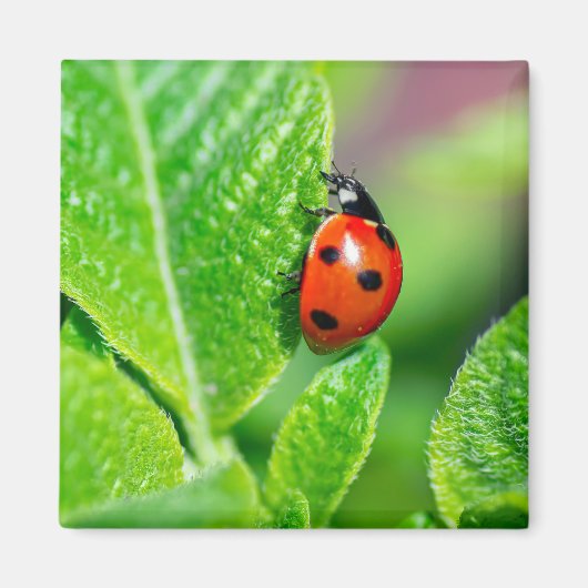Ladybird Magneet (Voorkant)