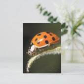 Ladybird op blad, Ladybug op blad Briefkaart (Staand voorkant)