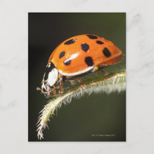 Ladybird op blad, Ladybug op blad Briefkaart
