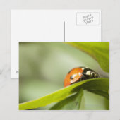 Ladybird op blad, Ladybug op blad Briefkaart (Voorkant / Achterkant)