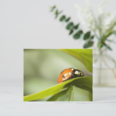 Ladybird op blad, Ladybug op blad Briefkaart (Staand voorkant)