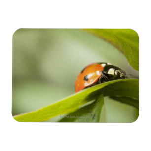 Ladybird op blad, Ladybug op blad Magneet