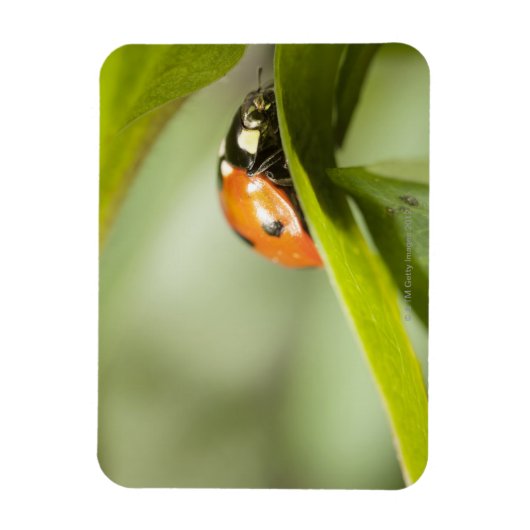 Ladybird op blad, Ladybug op blad Magneet (Verticaal)