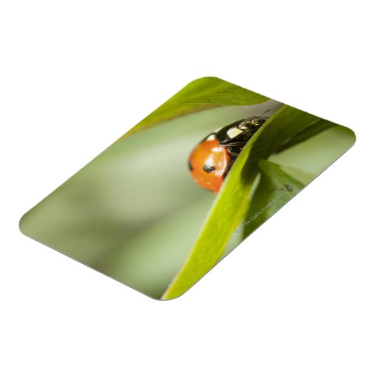 Ladybird op blad, Ladybug op blad Magneet (Linkerzijde)