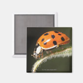 Ladybird op blad, Ladybug op blad Magneet (Voorkant / Achterkant)