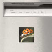 Ladybird op blad, Ladybug op blad Magneet (Insitu (Vaatwasser))