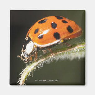 Ladybird op blad, Ladybug op blad Magneet
