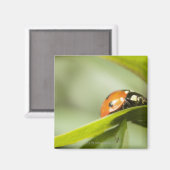 Ladybird op blad, Ladybug op blad Magneet (Voorkant / Achterkant)