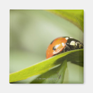 Ladybird op blad, Ladybug op blad Magneet