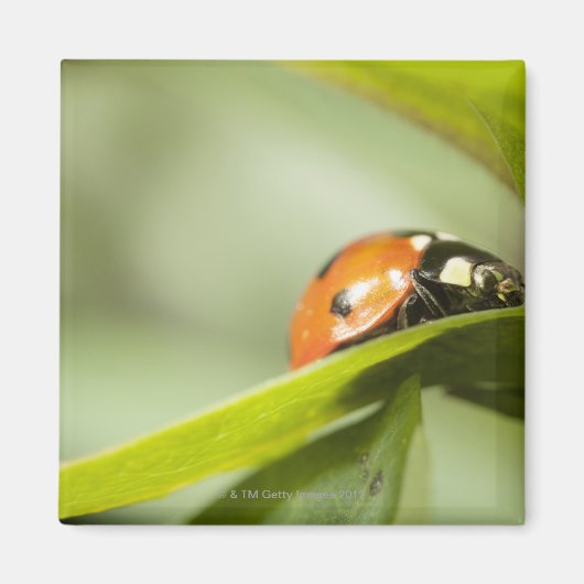 Ladybird op blad, Ladybug op blad Magneet (Voorkant)