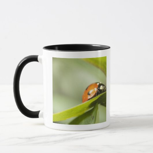 Ladybird op blad, Ladybug op blad Mok (Links)
