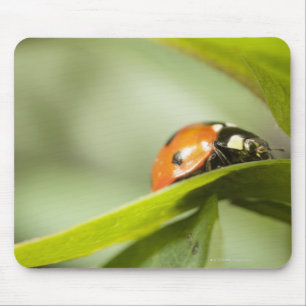 Ladybird op blad, Ladybug op blad Muismat