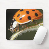 Ladybird op blad, Ladybug op blad Muismat (Met muis)