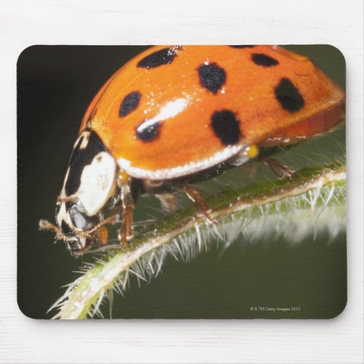 Ladybird op blad, Ladybug op blad Muismat (Voorkant)