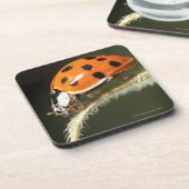 Ladybird op blad, Ladybug op blad Onderzetter (Linkerzijde)