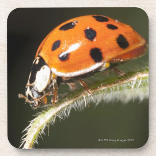 Ladybird op blad, Ladybug op blad Onderzetter