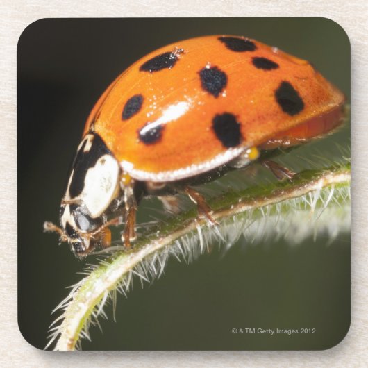Ladybird op blad, Ladybug op blad Onderzetter (Voorkant)