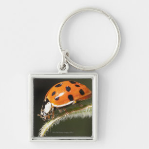 Ladybird op blad, Ladybug op blad Sleutelhanger