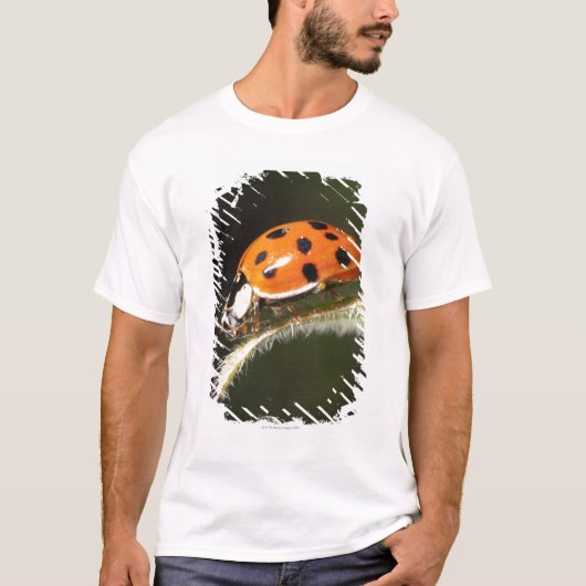 Ladybird op blad, Ladybug op blad T-shirt (Voorkant)