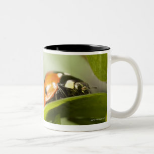 Ladybird op blad, Ladybug op blad Tweekleurige Koffiemok