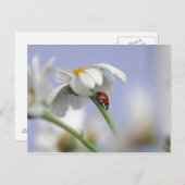 Ladybird op bloem briefkaart (Voorkant / Achterkant)